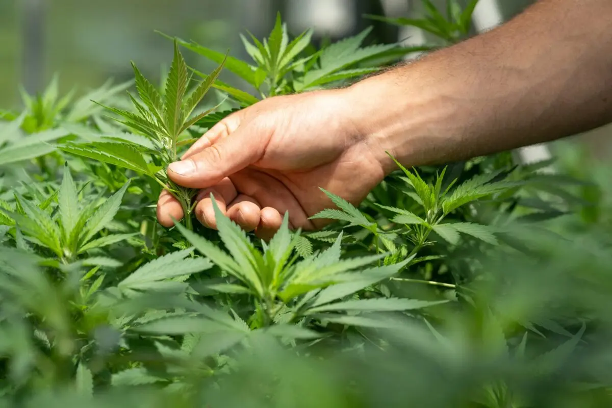 Wirkungen, Dosierung und Kaufratgeber 2026 1 fleurs cbd